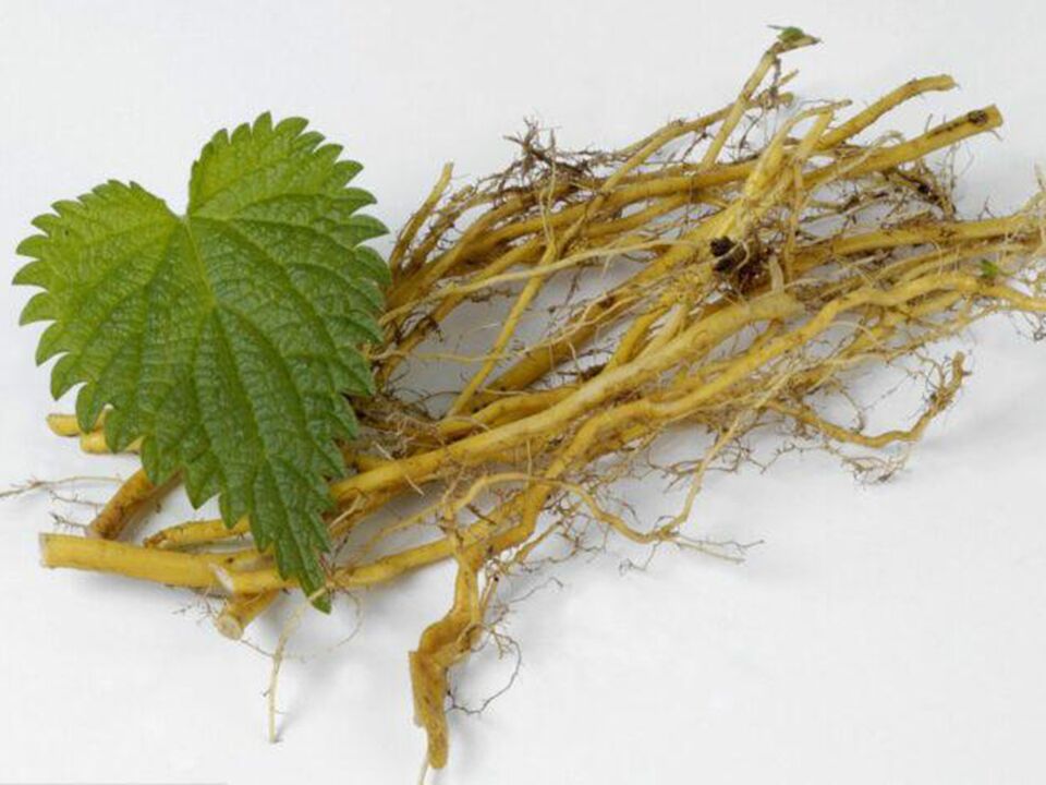 Nettle Root an Dietoll