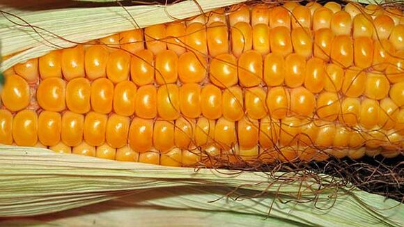 Wat net op der Keto Diät iessen